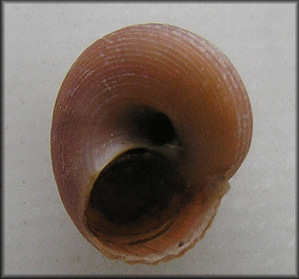 Margarites costalis (Gould, 1841) Boreal Rosy Margarite