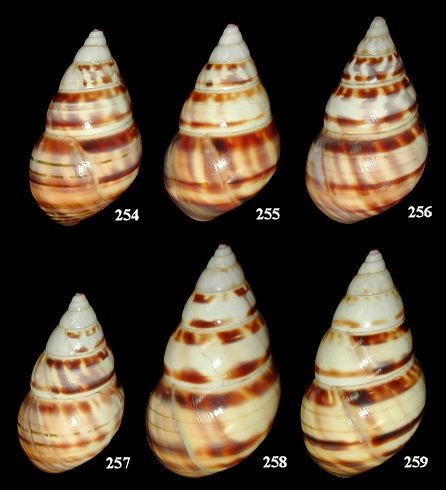 Liguus fasciatus solisoccasus de Boe, 1933