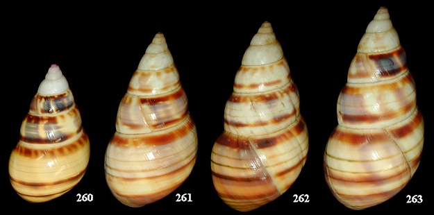 Liguus fasciatus solisoccasus de Boe, 1933