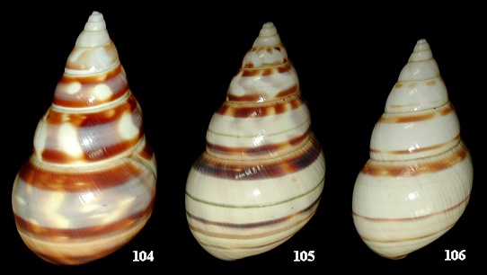 Liguus fasciatus floridanus Clench, 1929