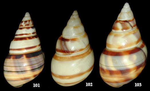 Liguus fasciatus floridanus Clench, 1929