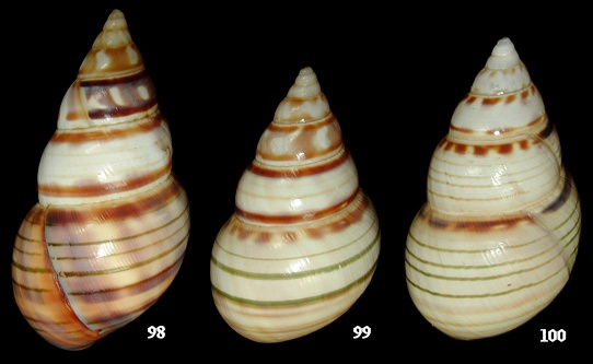 Liguus fasciatus floridanus Clench, 1929