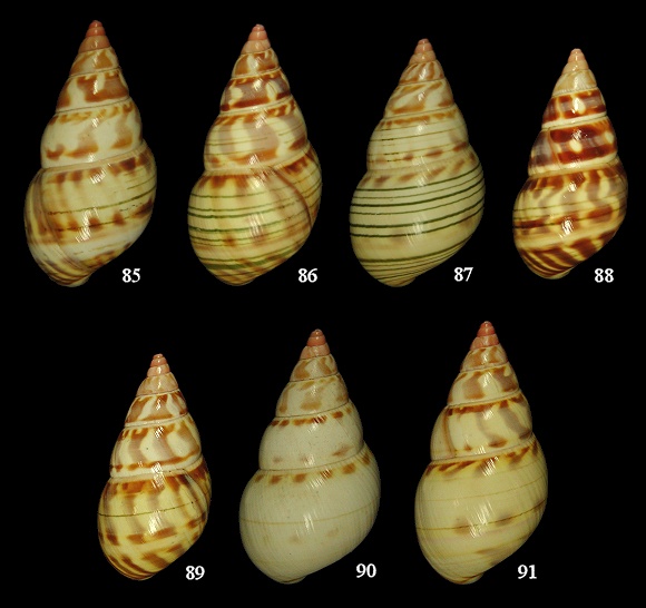 Liguus fasciatus evergladesensis Jones, 1979