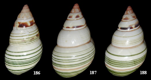 Liguus fasciatus miamiensis Simpson, 1920