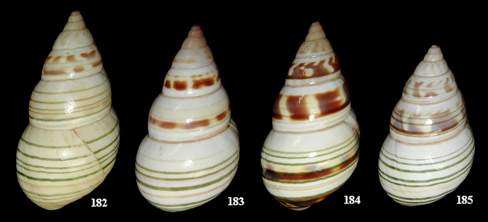 Liguus fasciatus miamiensis Simpson, 1920