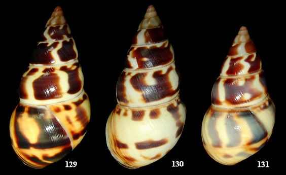 Liguus fasciatus humesi Jones, 1979