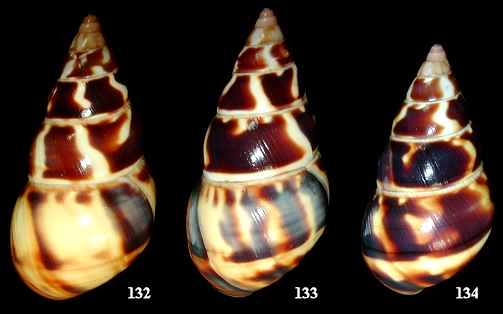 Liguus fasciatus humesi Jones, 1979