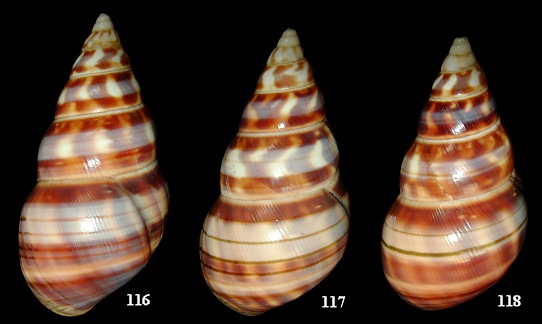 Liguus fasciatus gloriasylvaticus Doe, 1937