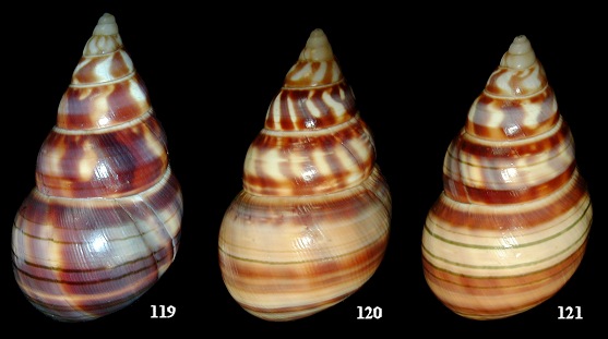 Liguus fasciatus gloriasylvaticus Doe, 1937