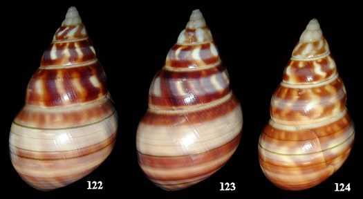 Liguus fasciatus gloriasylvaticus Doe, 1937