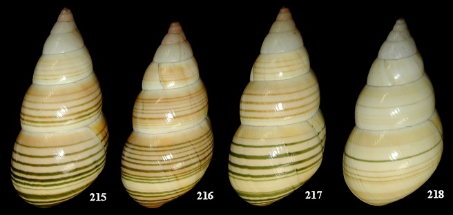 Liguus fasciatus ornatus Simpson, 1920