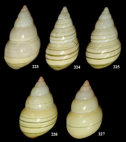 Liguus fasciatus ornatus Simpson, 1920