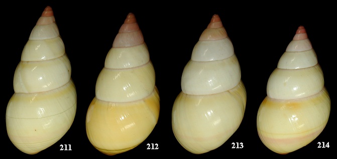 Liguus fasciatus ornatus Simpson, 1920