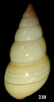 Liguus fasciatus ornatus Simpson, 1920