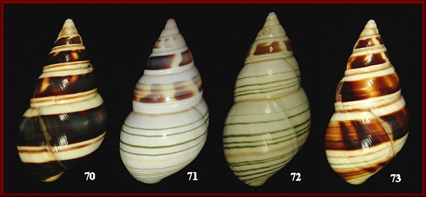 Liguus fasciatus deckerti Clench, 1935