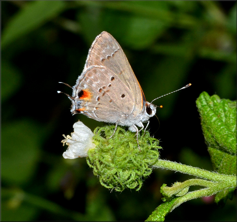 Mallow Scrub Hairstreak [Strymon istapa]