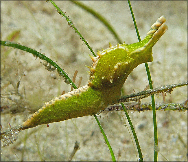 Oxynoe antillarum Mrch,1863 Antilles Oxynoe