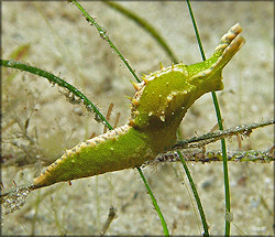 Oxynoe antillarum Mrch,1863 Antilles Oxynoe