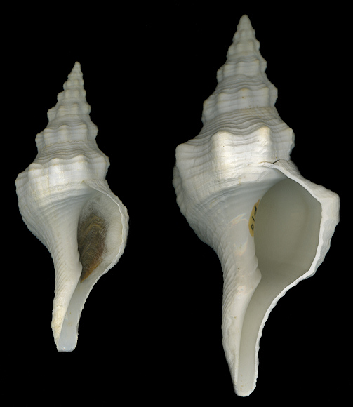 Triplofusus giganteus (Kiener, 1840) Albinos