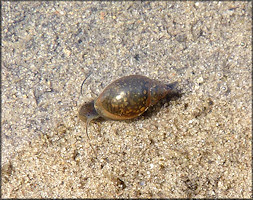 Physella heterostropha (Say, 1817) Pewter Physa In Situ