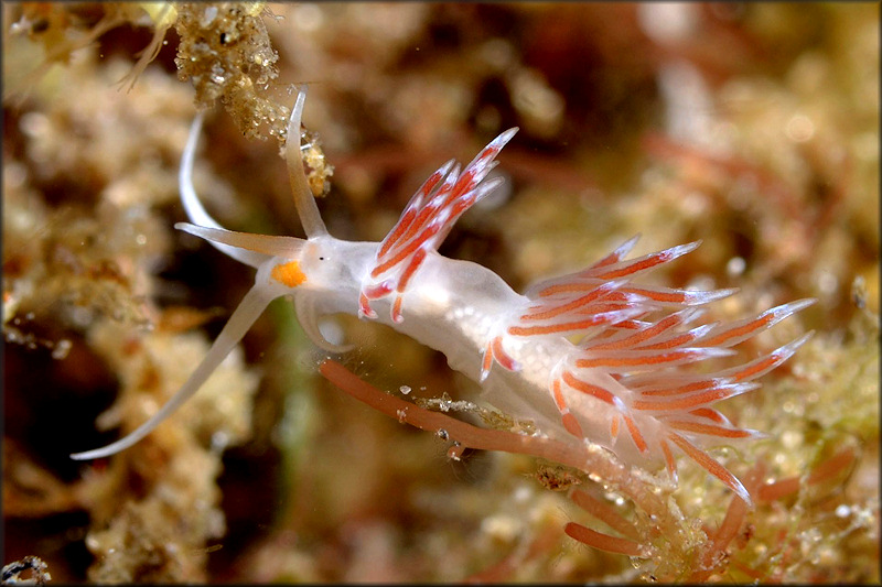 Cratena cf. peregrina (Gmelin, 1791)