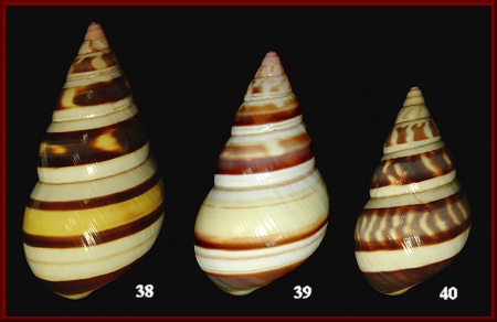 Liguus fasciatus castaneozonatus Pilsbry, 1912