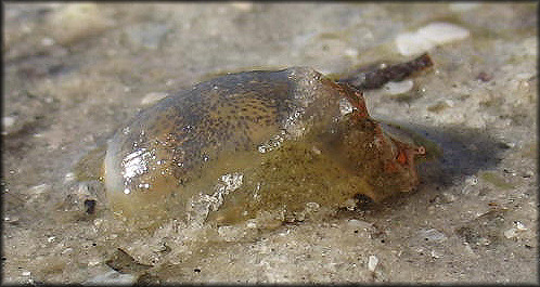 Haminoea succinea (Conrad, 1846) Amber Glassy-bubble