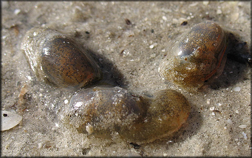 Haminoea succinea (Conrad, 1846) Amber Glassy-bubble