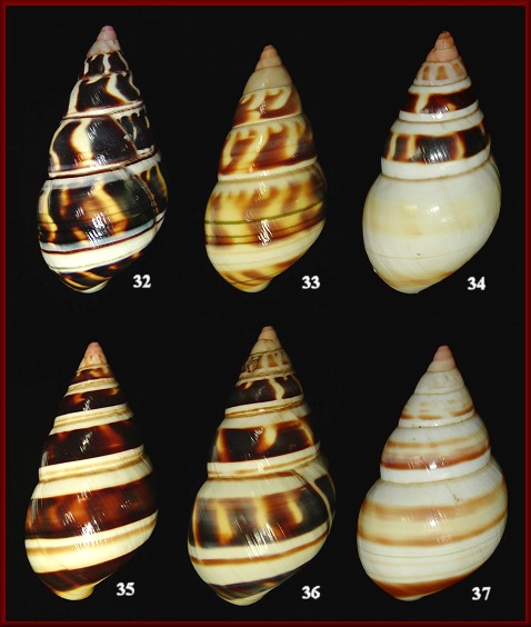 Liguus fasciatus castaneozonatus Pilsbry, 1912