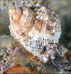 Turbo castanea Gmelin, 1791 Chestnut Turban In Situ