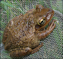 Cuban Treefrog Osteopilus septentrionalis