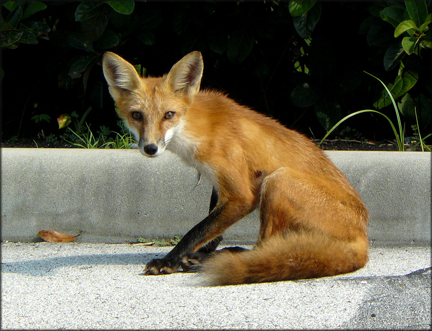 Red Fox [Vulpes vulpes]