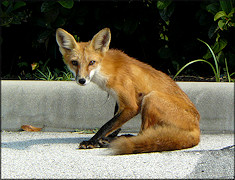 Red Fox [Vulpes vulpes]