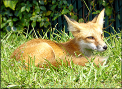 Red Fox [Vulpes vulpes]