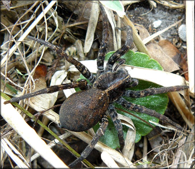 Wolf Spider Probably [Hogna georgicola]