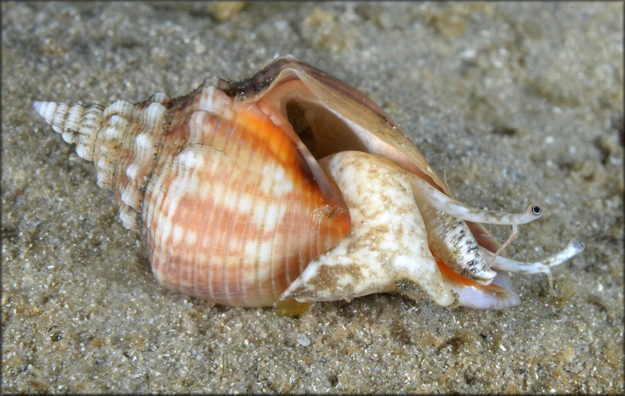 Strombus alatus Gmelin, 1791 Florida Fighting Conch Living Juvenile In Situ