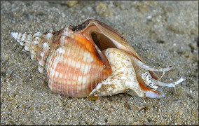 Strombus alatus Gmelin, 1791Living Juvenile In Situ