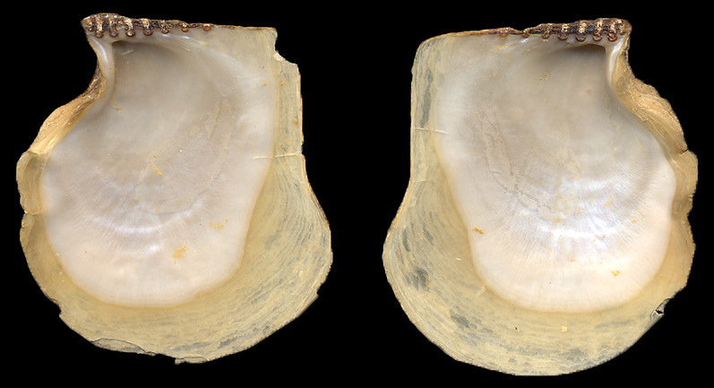 Isognomon alatus (Gmelin, 1791) Flat Tree-oyster