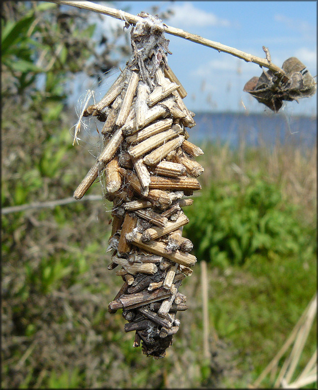 Bagworm Moth (Thyridopteryx ephemeraeformis)