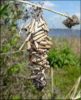 Bagworm Moth Thyridopteryx ephemeraeformis Bag