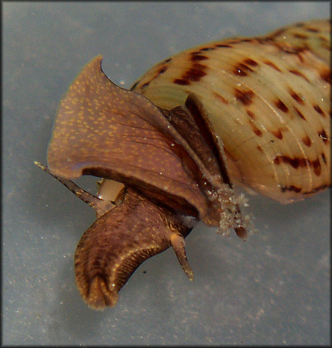 Melanoides tuberculata (Mller, 1774) Red-rim Melania