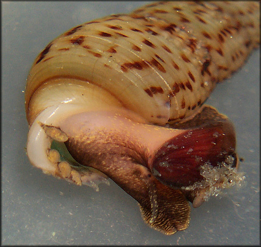 Melanoides tuberculata (Mller, 1774) Red-rim Melania