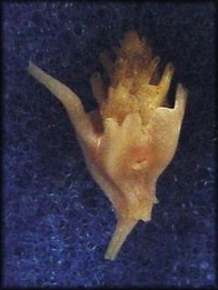 Siphonochelus tityrus (F. M. Bayer, 1971)