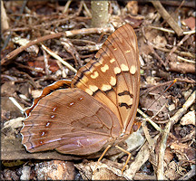 Tawny Emperor [Asterocampa clyton]