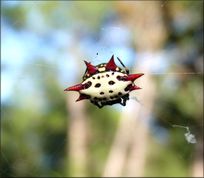 Spiny Orb Weaver Spider [Gasteracantha cancriformis]