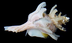 Boreotrophon alaskanus Dall, 1902