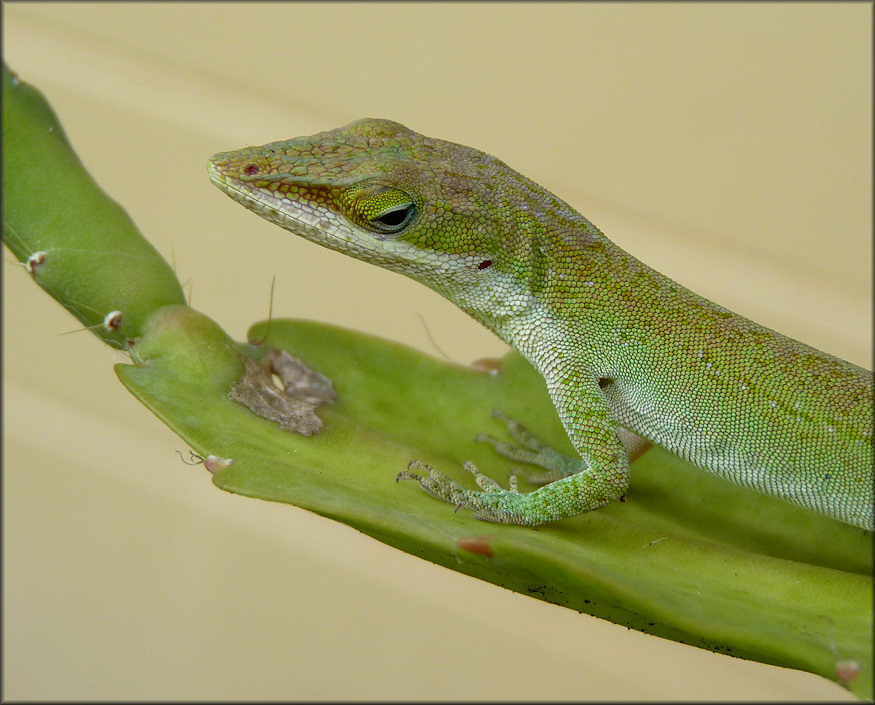 Green Anole [Anolis carolinensis] 