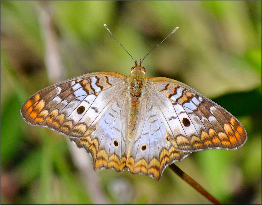 White Peacock [Anartia jatrophae]