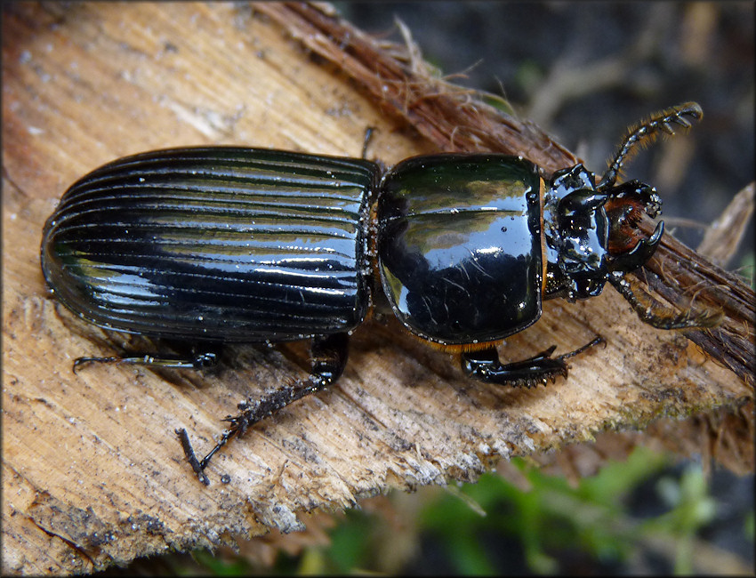 Horned Passalus [Odontotaenius disjunctus]