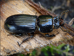 Horned Passalus [Odontotaenius disjunctus]